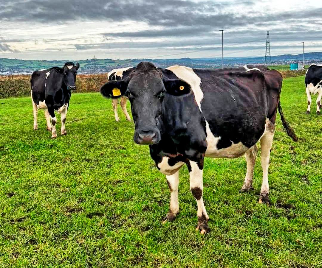 Pulford farm dairies shop